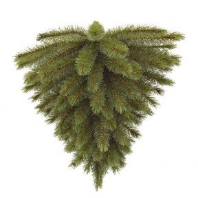 Сосна 60 см 
